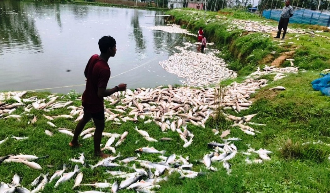 माछा मरेपछि साठी लाख बराबरको क्षति